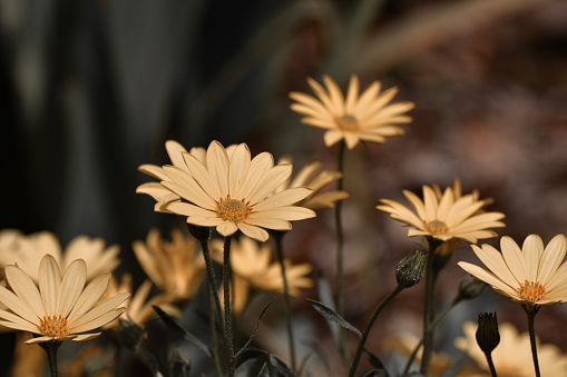 Picture of Summer daisies.