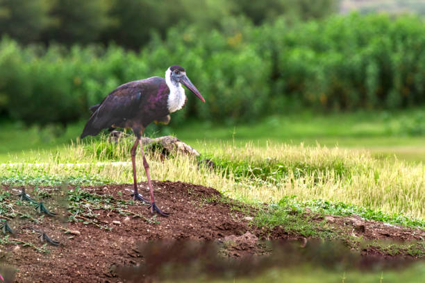 istock Asian Wooly necked stork 1613334468