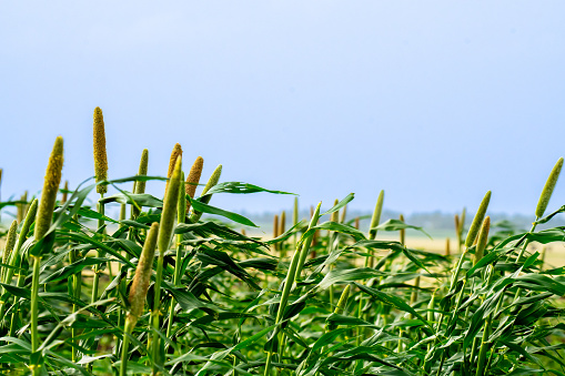 Pearl Millet standing crop