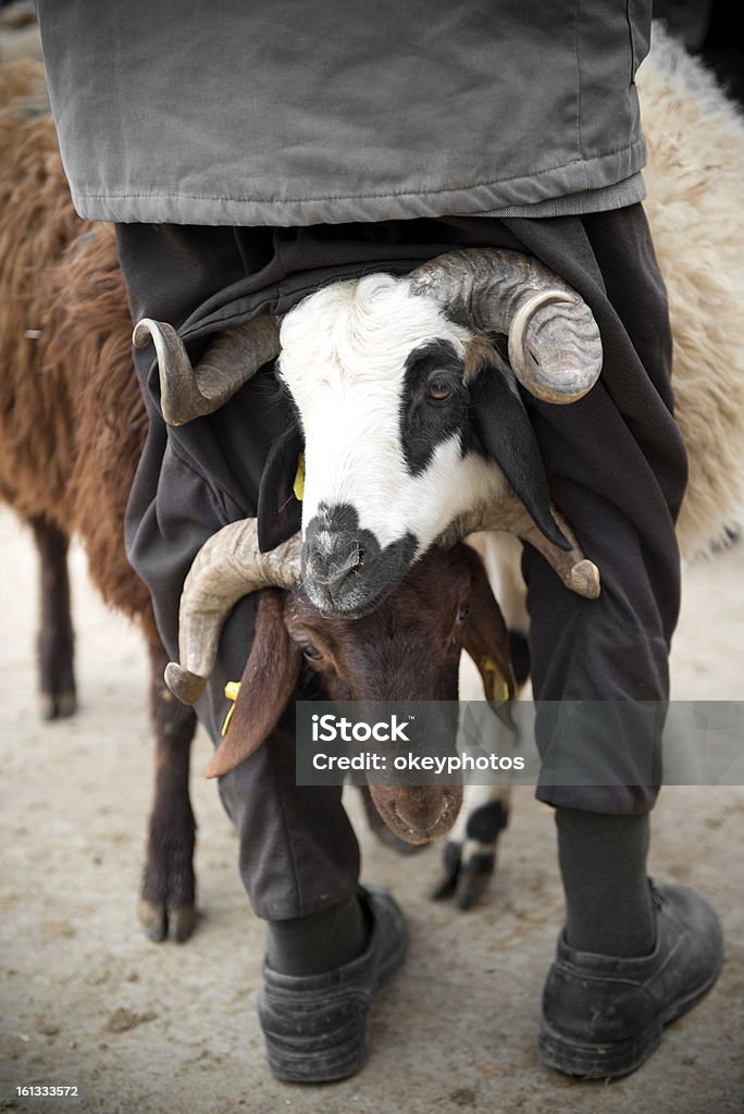 herdsman e sheeps - Foto de stock de Adulto royalty-free