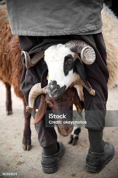 Foto de Herdsman E Sheeps e mais fotos de stock de Adulto - Adulto, Adulto maduro, Agricultor