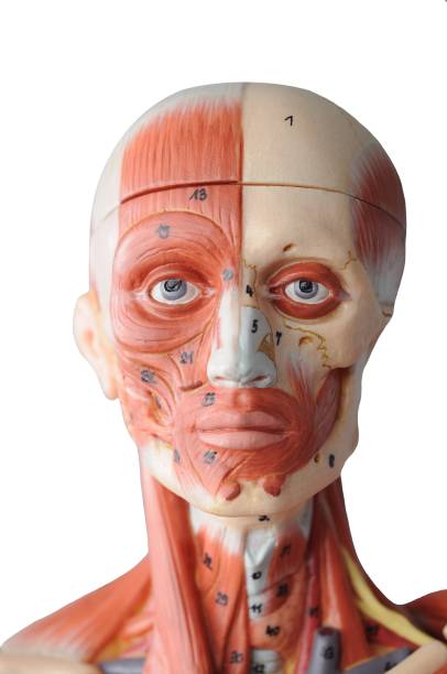 istock face muscle anatomy model with transparent background. 1613337194