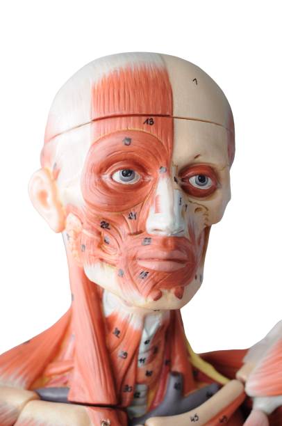 istock face muscle anatomy model with transparent background. 1613337195