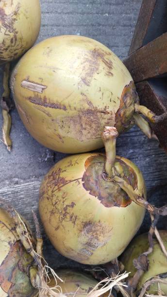 istock freshly harvested young coconuts for sale 1613344116