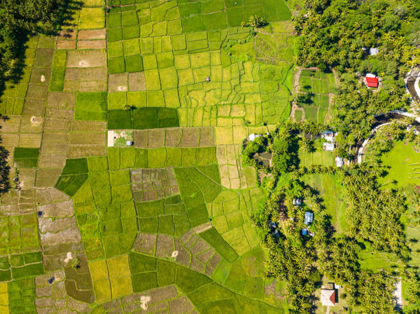 istock Aerial view of rice fields in Camiguin Island. Philippines. 1613345491