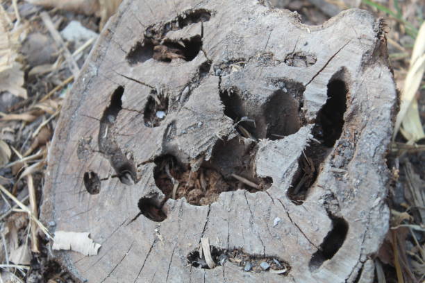 istock close up of the weathered 1613345581