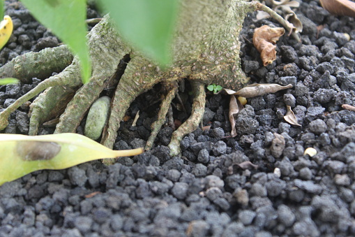 Close up of plant roots in black, gravelly soil. suitable for nature themes