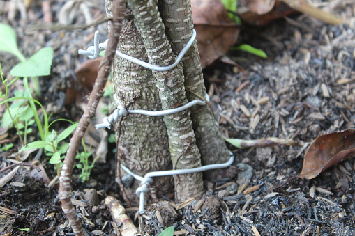 Close up of plant stems on black gravelly soil. suitable for nature themes