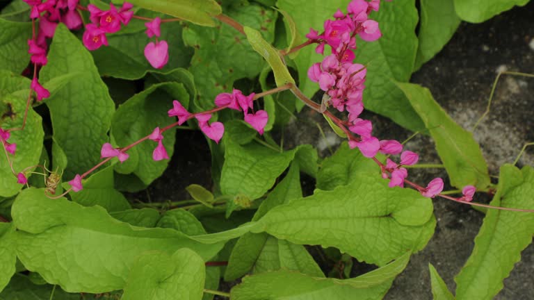 Pink flower closeup. Antigonon leptopus. Mexican creeper. Coral vine. Queen's wreath.