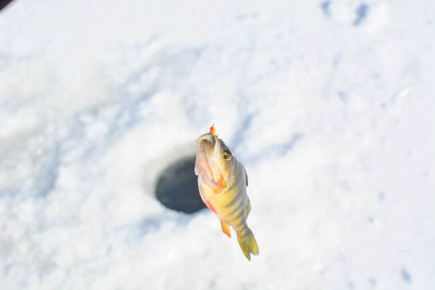Winter fish, cold season activity, backgrounds copy space stock photo