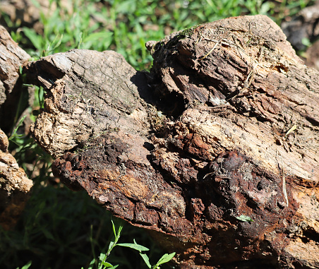Close-up, macro shot of a cork tree trunk