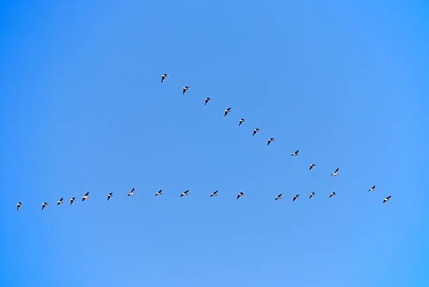 istock Geese fly in a wedge-shaped formation there. 161335680