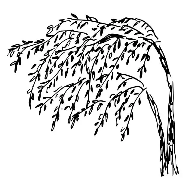 Vector illustration of Nature and vegetation. Weeping willow, deciduous tree, hanging branches. Simple black outline vector drawing. Sketch in ink.