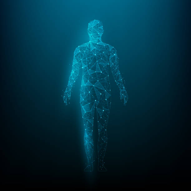 istock Human body low wireframe polygonal isolated on dark blue background. Concept of biology science. vector illustration in flat style modern design. Healthcare and medical. 1613372522