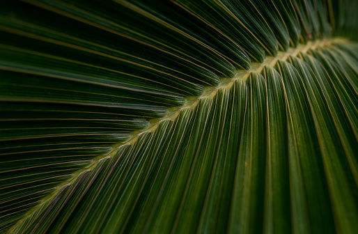 abstract texture background, detail of dark palm leaf