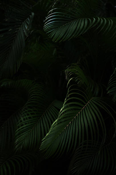 istock Tropical greenery botanical background. Macro surface of palm leaf with striped rippled pattern.Emerald green color. Selectiv focus 1613380852