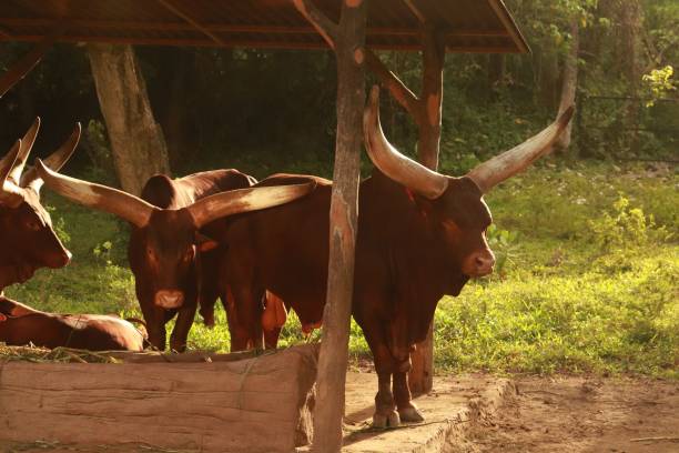 istock Herd of brown Watussi cattle grazing in a rural setting, situated under a wooden structure 1613382950