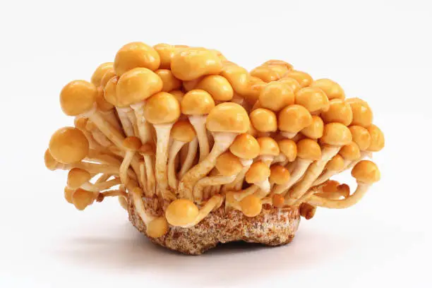 Nameko mushroom isolated on white background