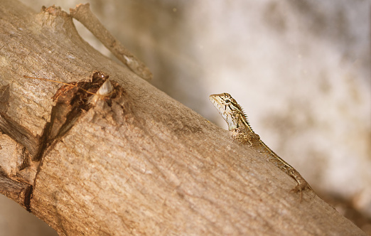 Fan throated lizard (Sitana ponticeriana ) with nature background macro closeup