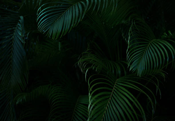 istock Tropical greenery botanical background. Macro surface of palm leaf with striped rippled pattern.Emerald green color. Selectiv focus 1613398135