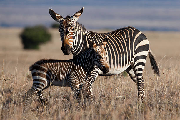 zebra di montagna con giovane - foto stock