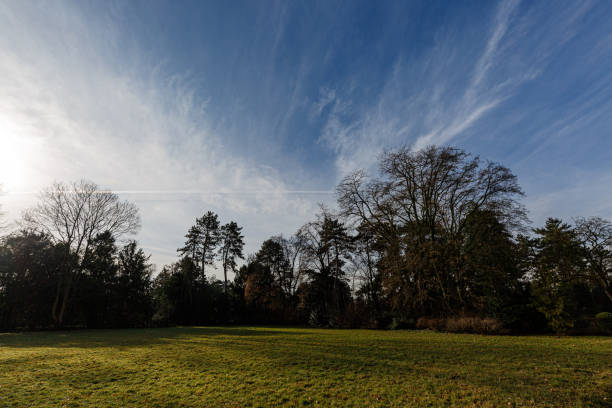 istock View to trees and interesting sky in park in winter 1613434197