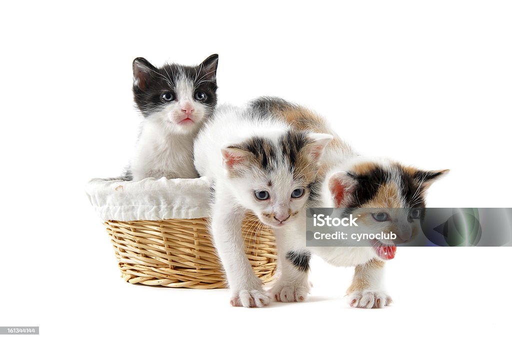 Um gatinho em uma cesta - Foto de stock de Animais Machos royalty-free