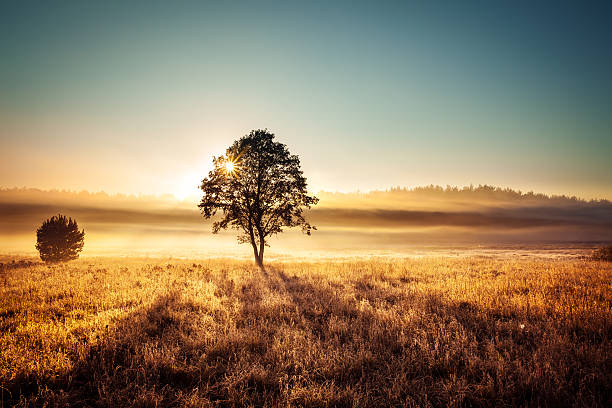 istock Lonely tree and Sun - Foggy Sunset Landscape 161344479