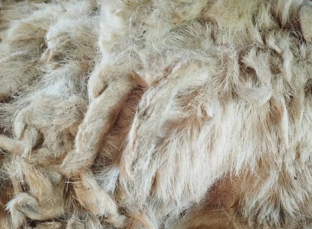 istock Abstract background of texture fleece 1613458680