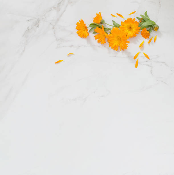 istock orange marigold flowers on white marble background 1613463377