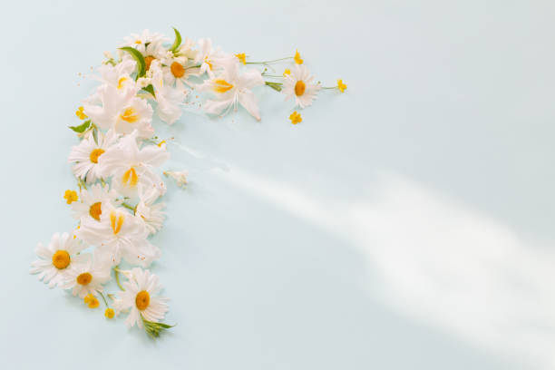 istock summer flowers in sunny light on blue background 1613463422