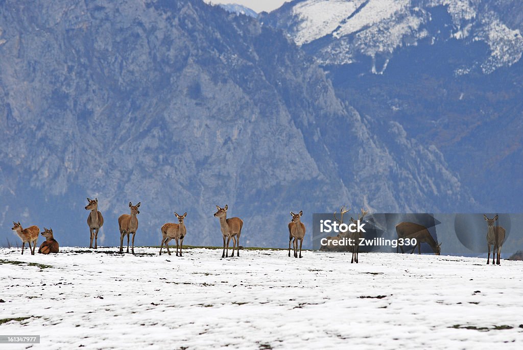deer no inverno - Foto de stock de Animal royalty-free