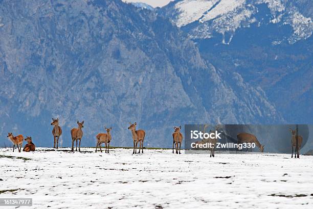 Foto de Deer No Inverno e mais fotos de stock de Animal - Animal, Animal selvagem, Branco