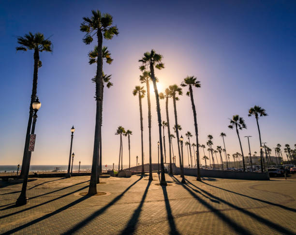 夕暮れ時に長い影を持つヤシの木のシルエット、ハンティントンビーチ、カリフォルニア州 - huntington beach ストックフォトと画像