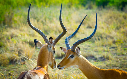 Two Grant's gazelles kissing in Serengeti National Park, Tanzania.
