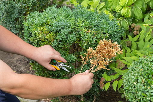 Hands of a gardener, who is removing dry yellow branches of boxwood bushes with shears or a secateur. The twigs and leaves of boxwood turn yellow because of the pest. Close-up.
