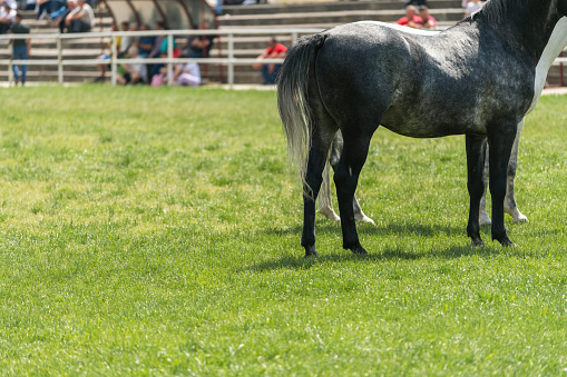 Gray horse at equestrian event, selective focus