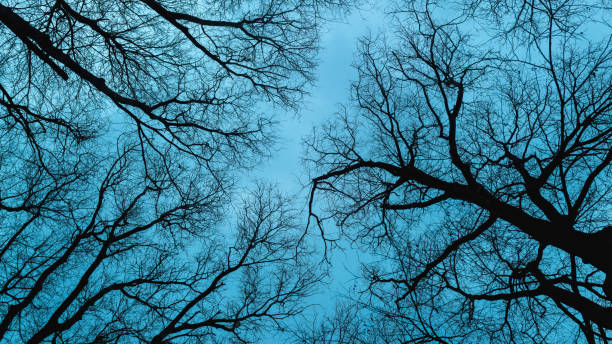 istock Low angle view of bare tree branches against moody winter sky 1613501443