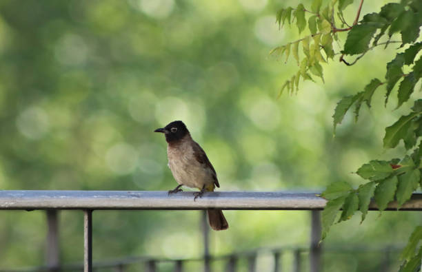 istock The white-spectacled bulbul 1613504364