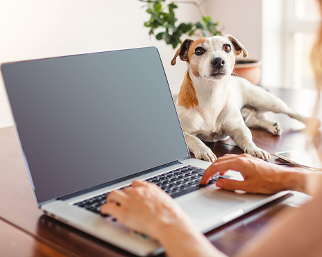 Woman typing and working on laptop with dog Pet lying on desk and looking on camerf feeling happiness and comfortable,Friendly Dog Concept