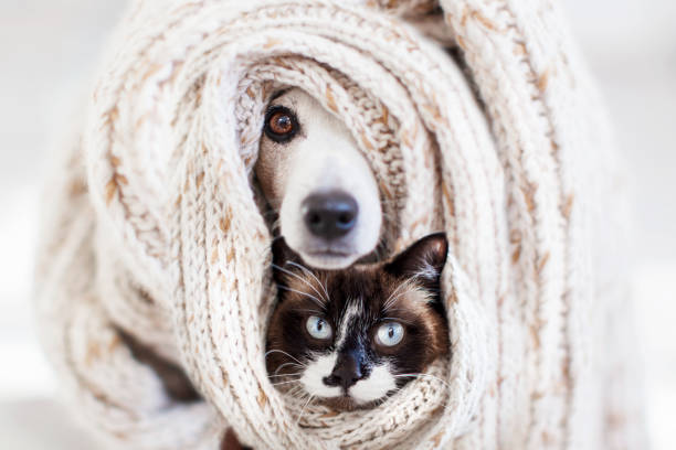 istock Dog and cat covered in brown material scarf 1613523218