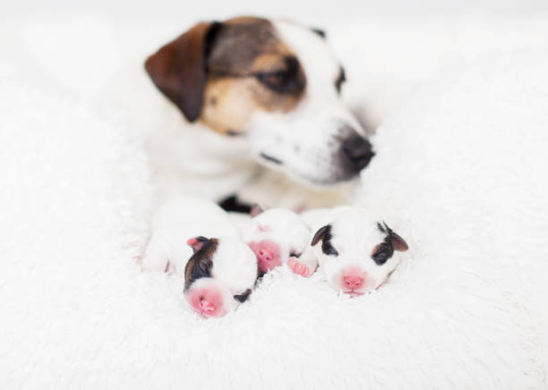 Newborn puppy with mother dog on white bed