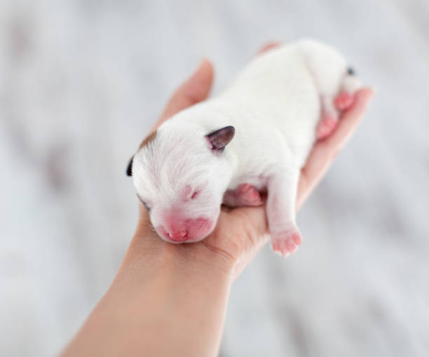 istock Newborn puppy in the palms 1613523736