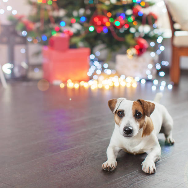 istock Dog near christmas tree 1613523747