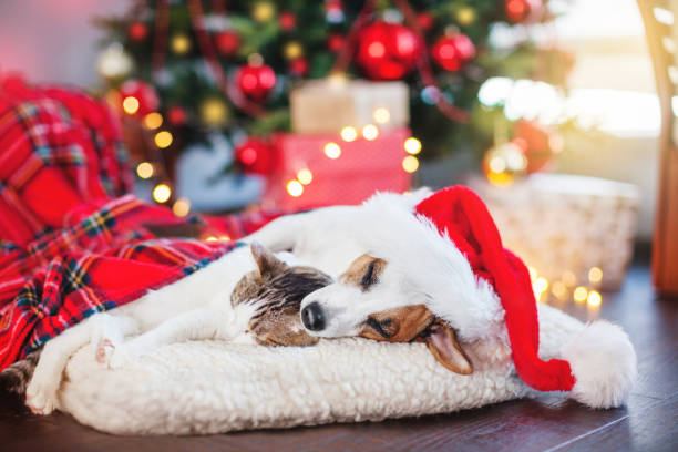 istock Cat and dog sleeping under christmas tree 1613523756