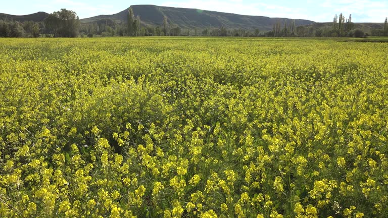 Flat grassy plain covered with yellow canola flowers