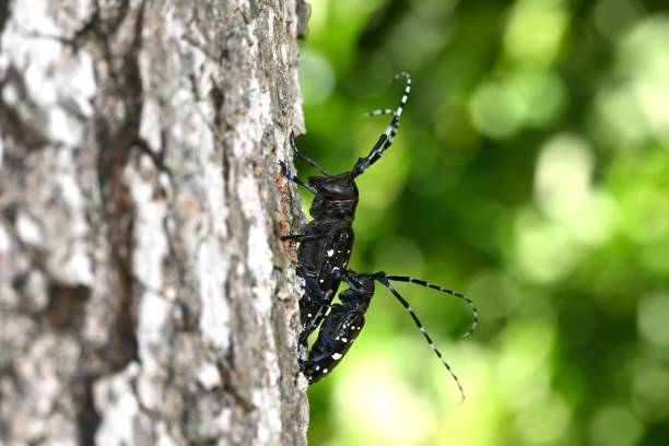 istock Pair of long-horned beetles 1613539066