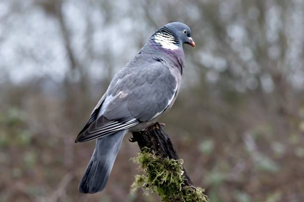 istock there is a pigeon that is perched on top of a branch 1613550757