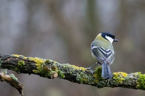 A bolshak (Parus major) perched on a branch of a moss-covered tree in a peaceful outdoor setting