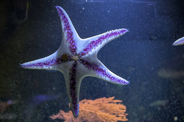 Purple spiny starfish in the water.